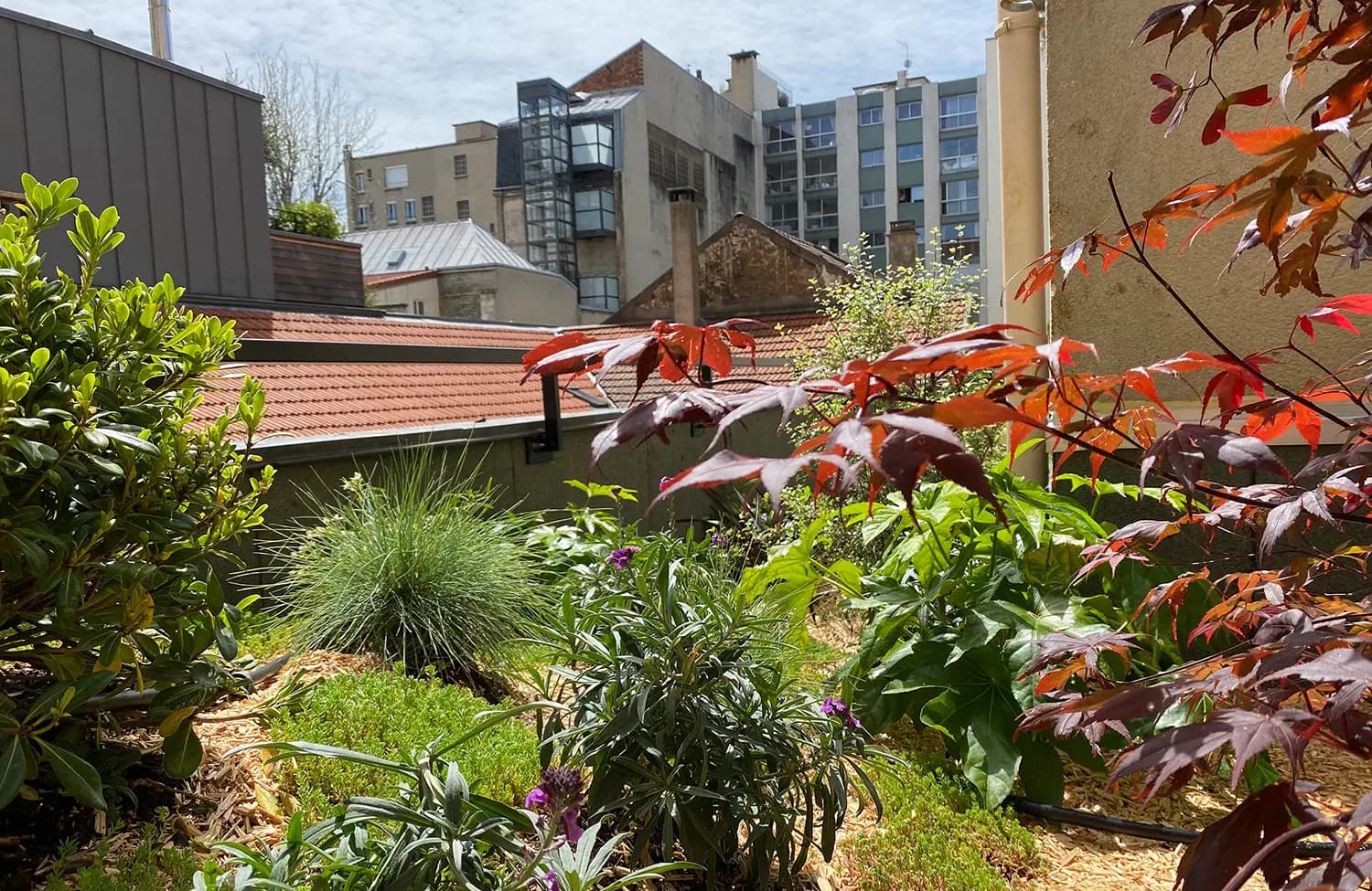 paris XVI haussman jardin