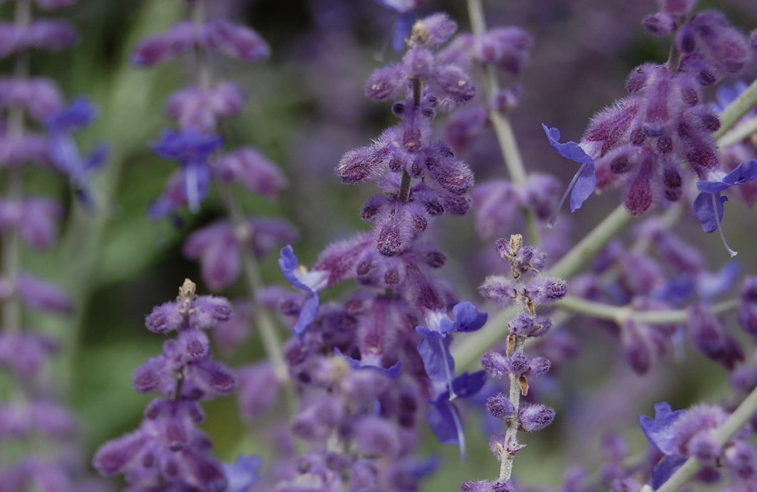 paris XVI haussman jardin