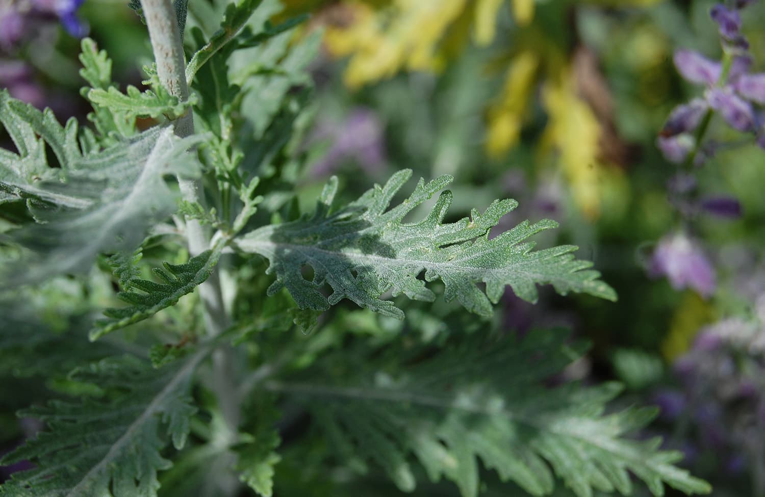 paris XVI haussman jardin